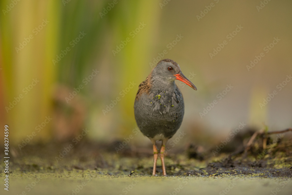 Water Rail (Rallus aquaticus). Swamp bird. Water Rail (Rallus aquaticus). Swamp bird.