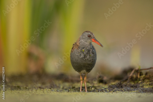 Water Rail (Rallus aquaticus). Swamp bird.