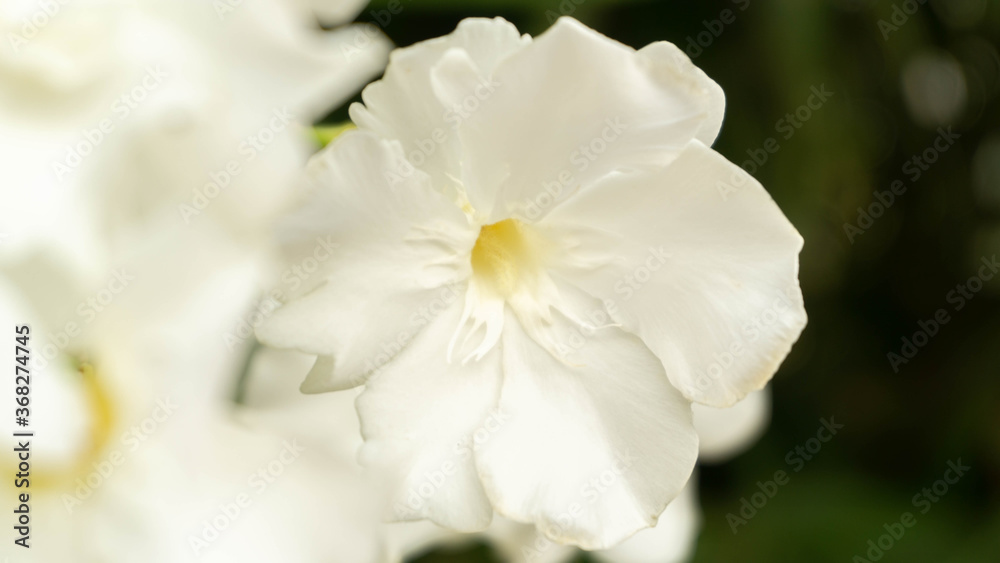 incredibly beautiful but dangerous oleander flower, selective focus image