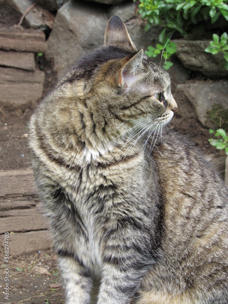 Beautiful female striped gray and tan tabby cat sitting outside in a garden on wooden steps Beautiful female striped gray and tan tabby cat sitting outside in a garden on wooden steps