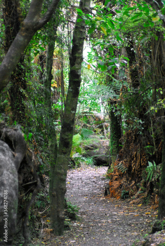 New Zealand- A Trail Through a Catlins Rainforest