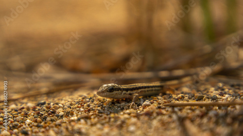 small brown lizard basking in the sun, summer
