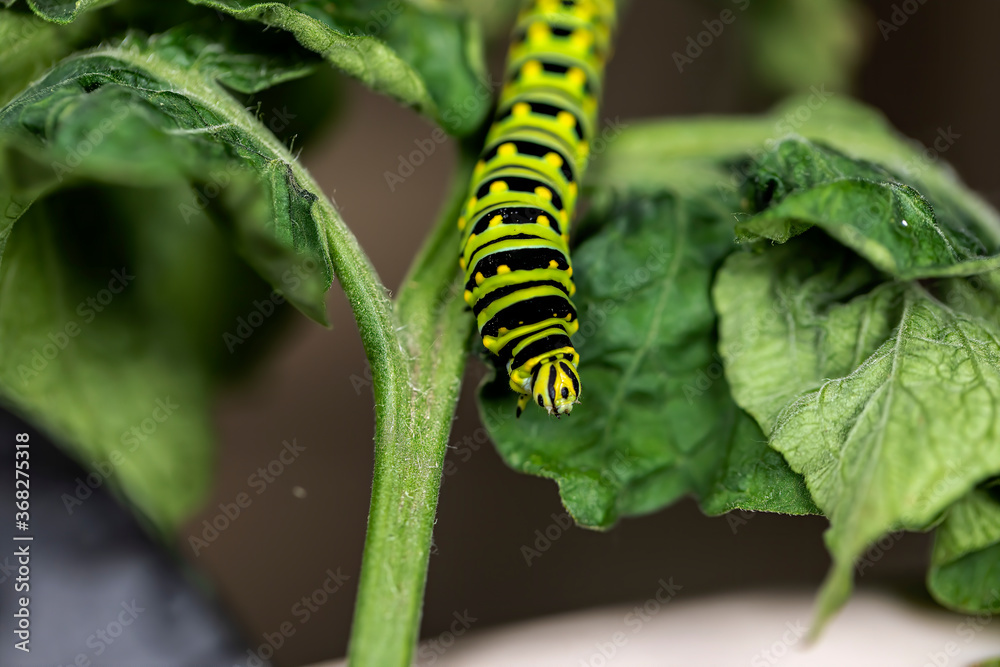 Black Swallowtail caterpillars. In North America they are more common species. It is the state butterfly of Oklahoma and New Jersey.