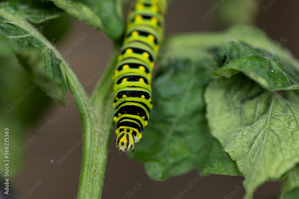 Black Swallowtail caterpillars. In North America they are more common species. It is the state butterfly of Oklahoma and New Jersey.