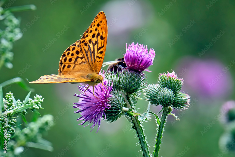 Obraz premium Kaisermantel oder Silberstrich ( Argynnis paphia ).