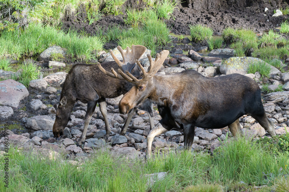 Fototapeta premium Moose in the Colorado Rocky Mountains