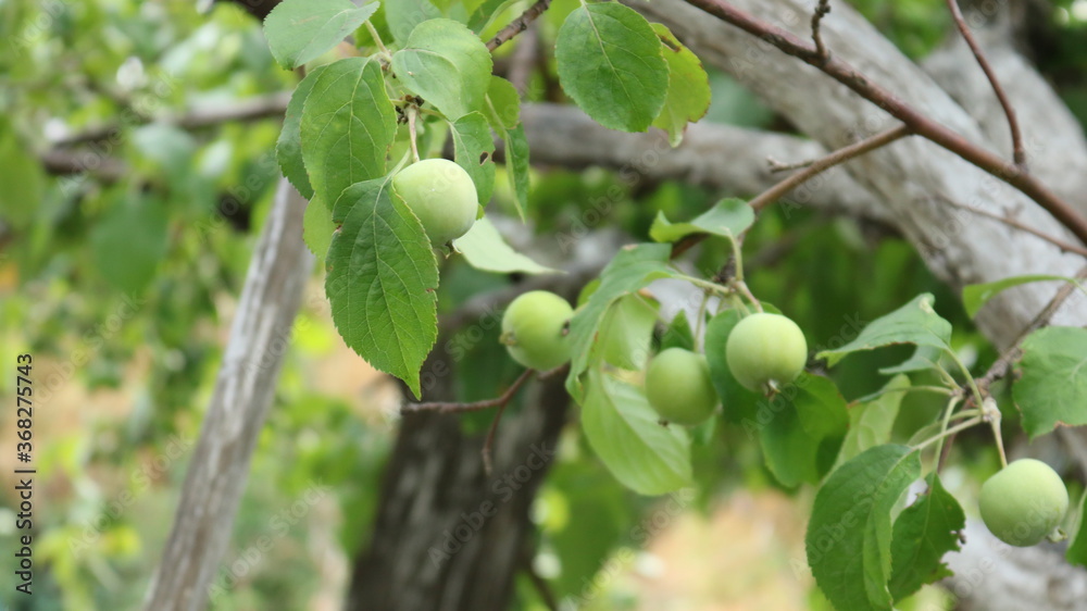 green small apples on a tree branch in a summer garden on a blurred background of greenery green small apples on a tree branch in a summer garden on a blurred background of greenery