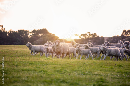 Merino ewes and lambs in green pasture photo