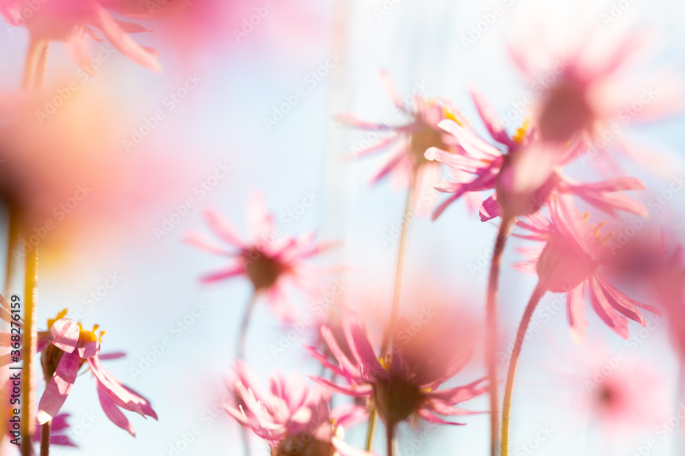 Pink everlasting wildflowers flowering in spring Pink everlasting wildflowers flowering in spring