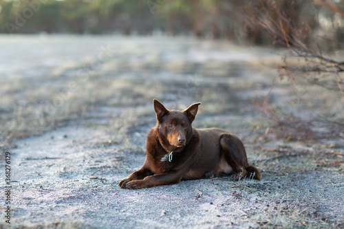 brown kelpie dog outdoors lying on the dirt photo