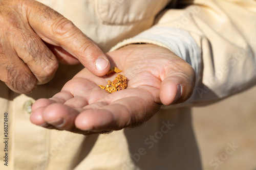 prospector's finger pointing to gold nuggets in his hand