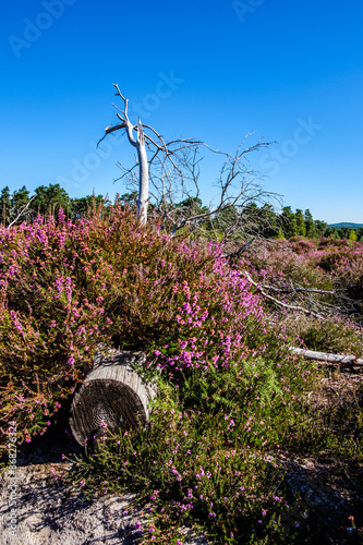 Frensham Little pond walk around, on a sunny July morning photo