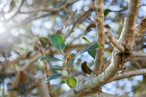 Leaves on old fig tree with silver sun flare photo