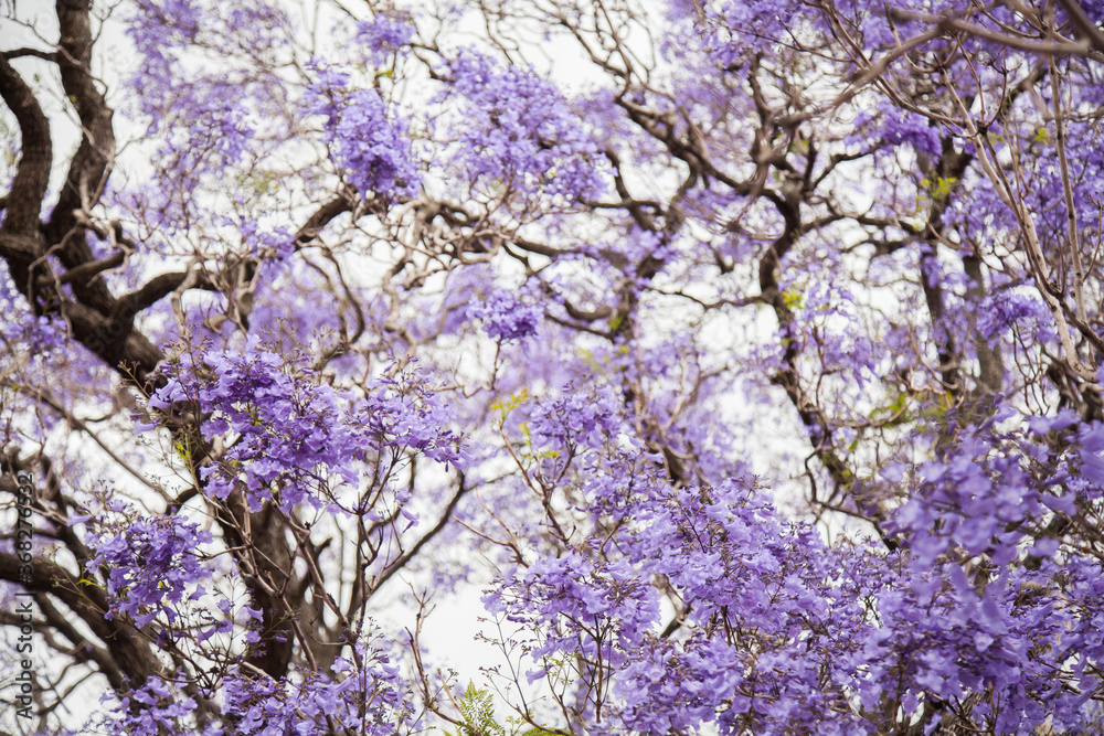 Selective focus on purple flowers of jacaranda tree in spring Selective focus on purple flowers of jacaranda tree in spring
