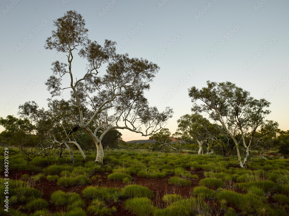 Spinifex and ghost gum at dusk in remote location Spinifex and ghost gum at dusk in remote location