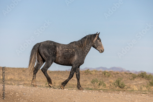 Wild Horse in the Utah Desert