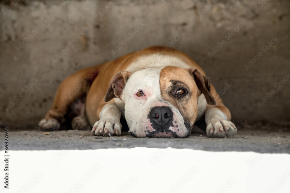 american staffordshire terrier dog lying on ground. pit bull dog isolated.