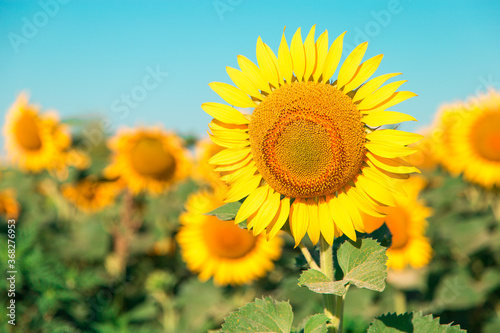 Sunflower on a farm field  against the blue sky sunny morning  looks at the sun. Commercial blank for packaging and advertising. Copy space.