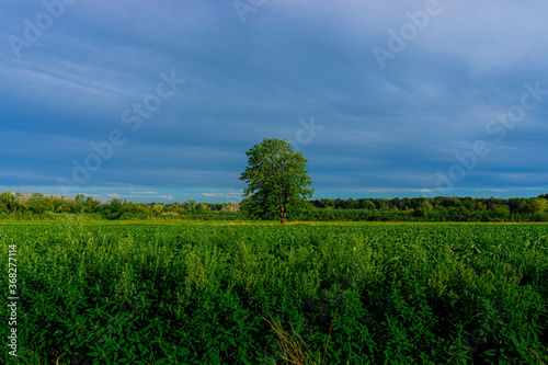 green field and blue sky with a lonley tree