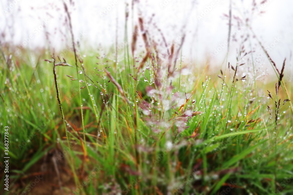 grass in the morning - rain drops