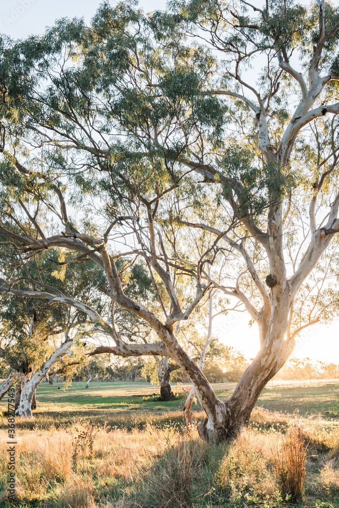 Afternoon light shines through eucalypts trees by a creek Afternoon light shines through eucalypts trees by a creek