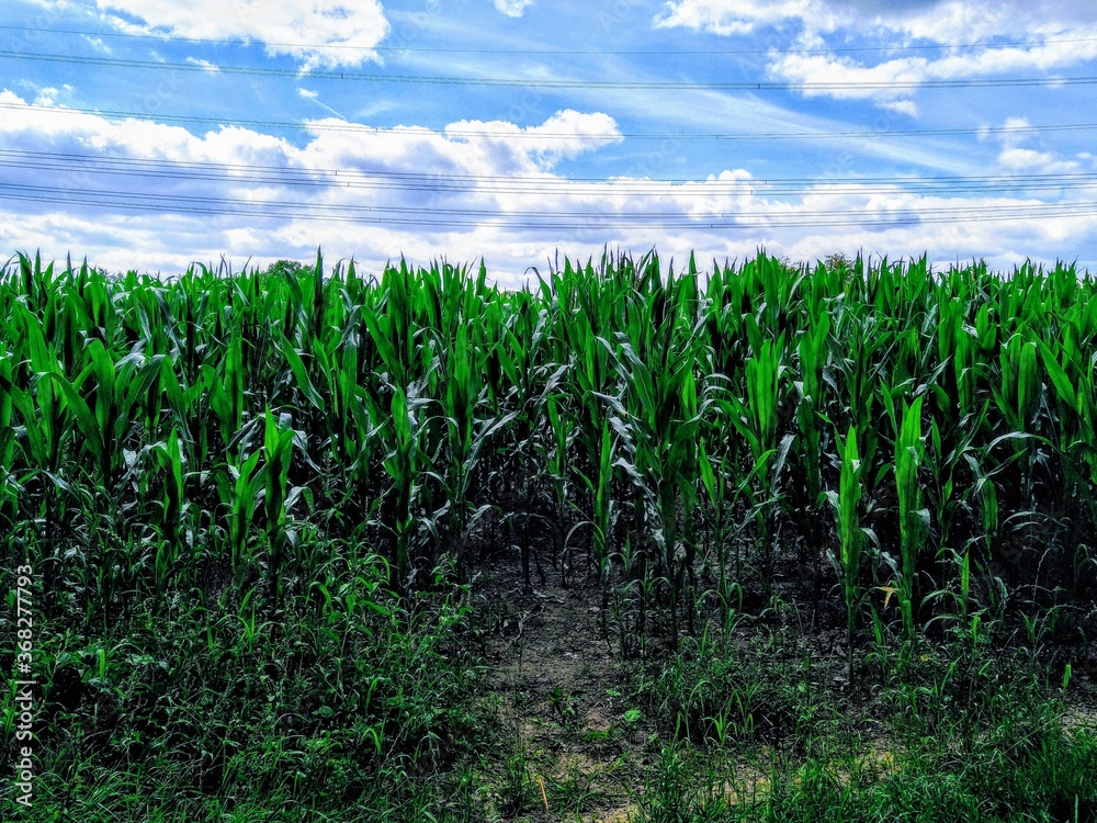 green corn field green corn field