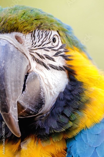 portrait of a blue yellow macaw 
