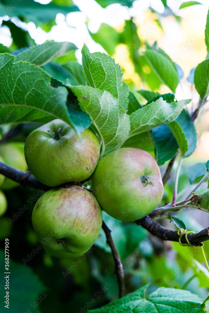 Farm fresh apples still growing on tree branch in orchard Farm fresh apples still growing on tree branch in orchard
