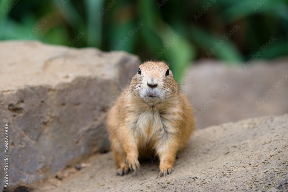 プレーリードッグの可愛い姿　prairie dog