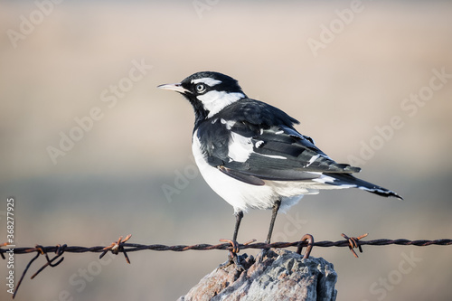 Mudlark sits on a fence post early in the morning photo