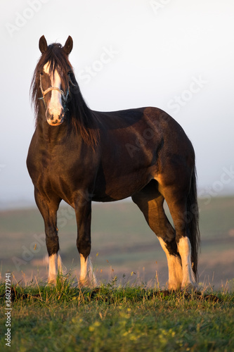 Clydesdale horse stands in the paddock as the sun rises