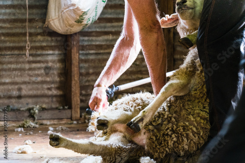 Sheep being shorn