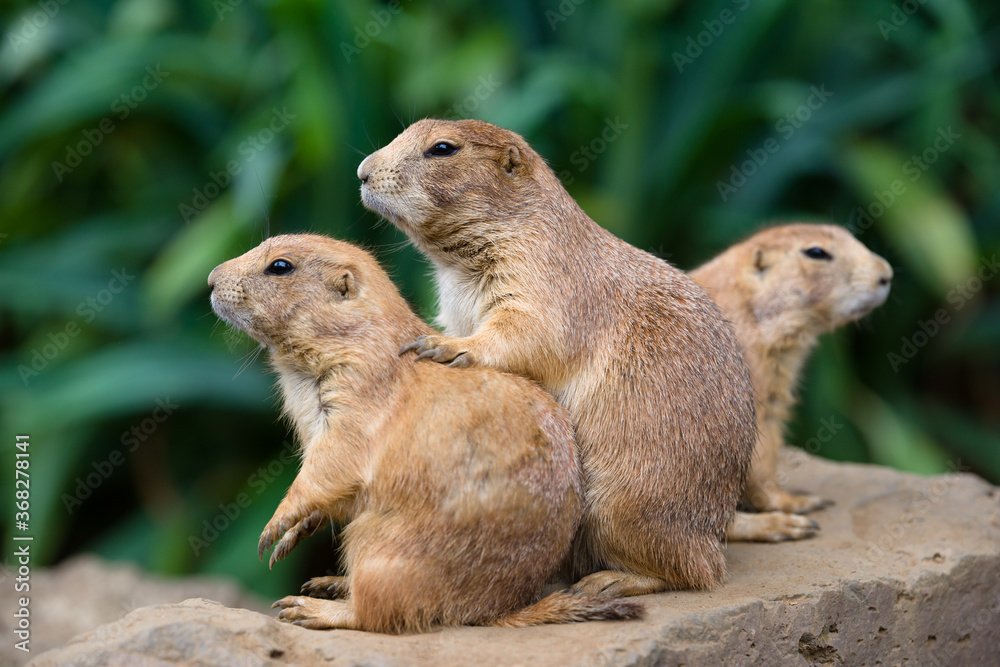 プレーリードッグの可愛い姿 prairie dog プレーリードッグの可愛い姿 prairie dog
