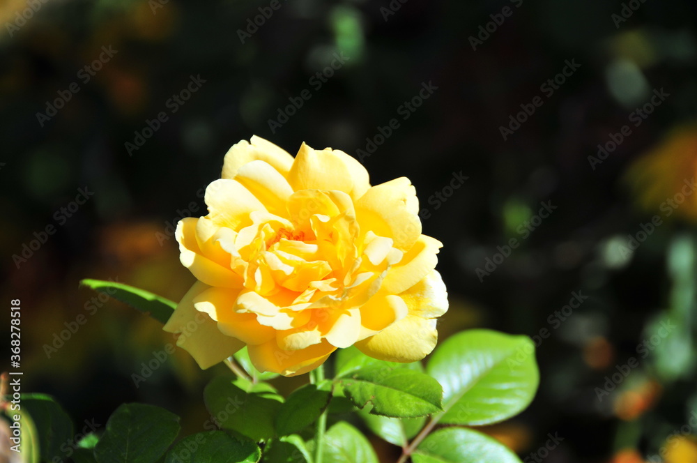 Rose in full bloom at Alhambra palace Granada, Spain Rose in full bloom at Alhambra palace Granada, Spain