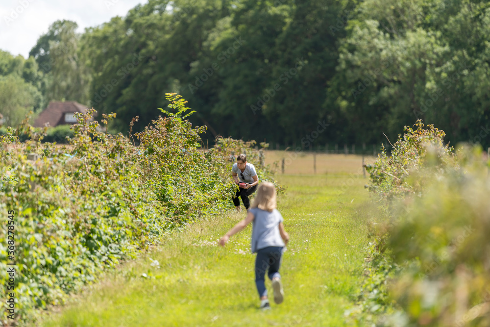 Young female and her daughter are picking fresh farm raspberries in field in Sevenoaks, Kent Young female and her daughter are picking fresh farm raspberries in field in Sevenoaks, Kent