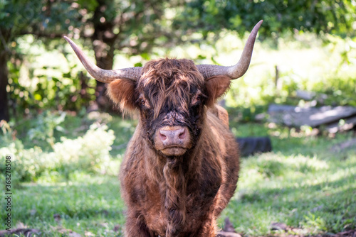 Scottish highland calf looking directly at camera