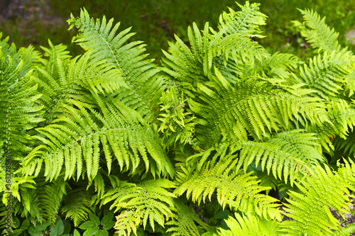 Fern bush (lat.Pterídium aquilínum). Green twigs grow from the center.