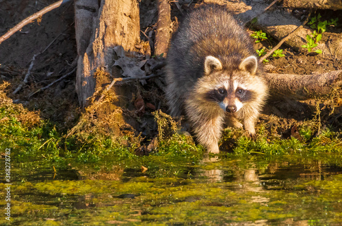 Close up of a raccoon looking straight ahead © Jennifer
