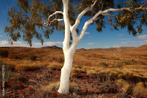 Fotografi Lone ghost gum tree and spinifex grass in outback Northern Territory
