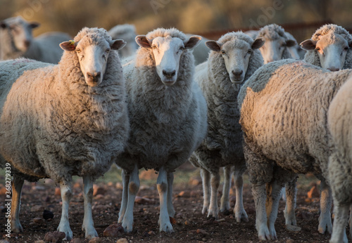 Crossbred sheep looking towards the camera on a sheep farm photo