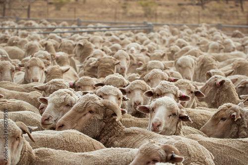 Merino sheep in yards photo