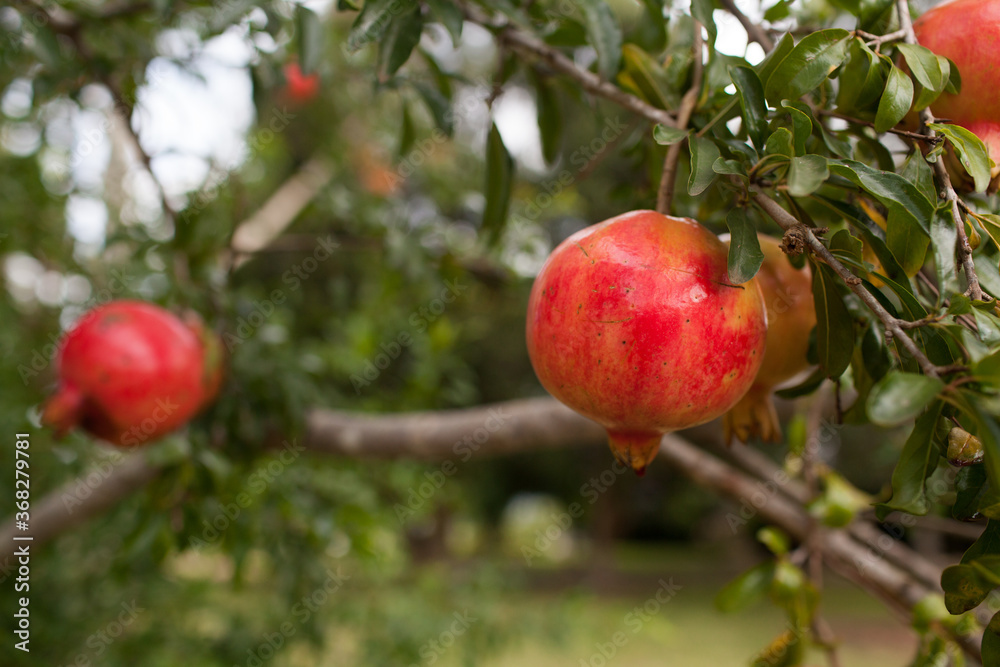 Pomegranate trees Pomegranate trees