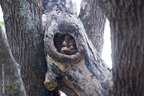 Possum in a tree hollow