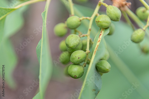 Immature Kakadu Plums photo