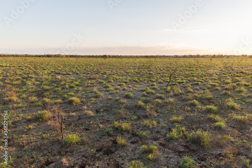 Green grass in paddock photo