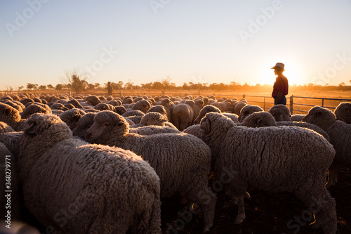 Farmer overlooking pen of merino sheep photo