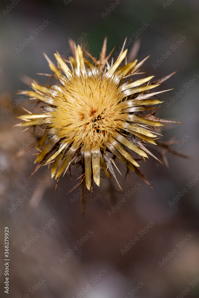 a single thistle flower ready to start spreading the next generation of plants before winter a single thistle flower ready to start spreading the next generation of plants before winter