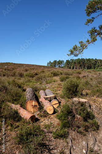 Frensham Little pond walk around, on a sunny July morning photo