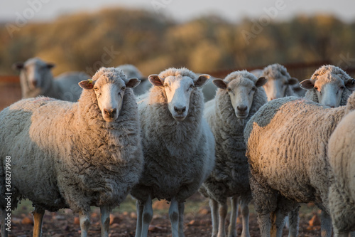 Sheep looking at the camera