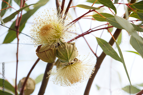 Mallee eucalypt gumnut fruit and leaves against sky